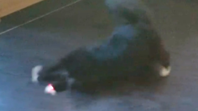 Cat makes great floor duster catching laser