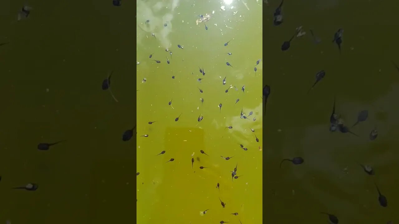 Tadpoles in water tank. 1 week old