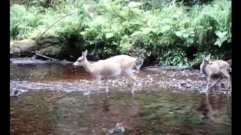 A Trail Across a Creek, July 19-31