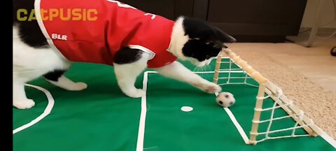 cat loves to play football