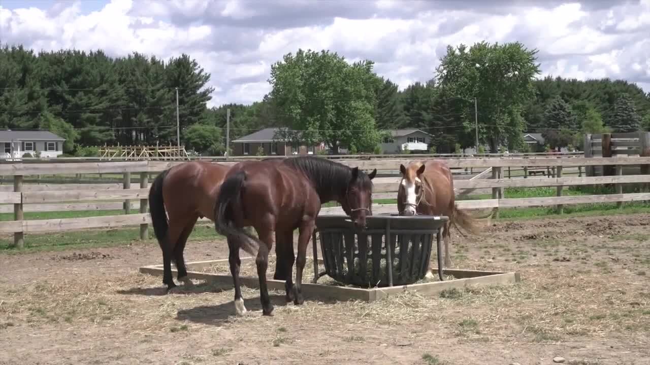In 2010, she purchased the 30-acre property at 4519 E. Berry Road in Pleasant Lake so the horse could have its own space.