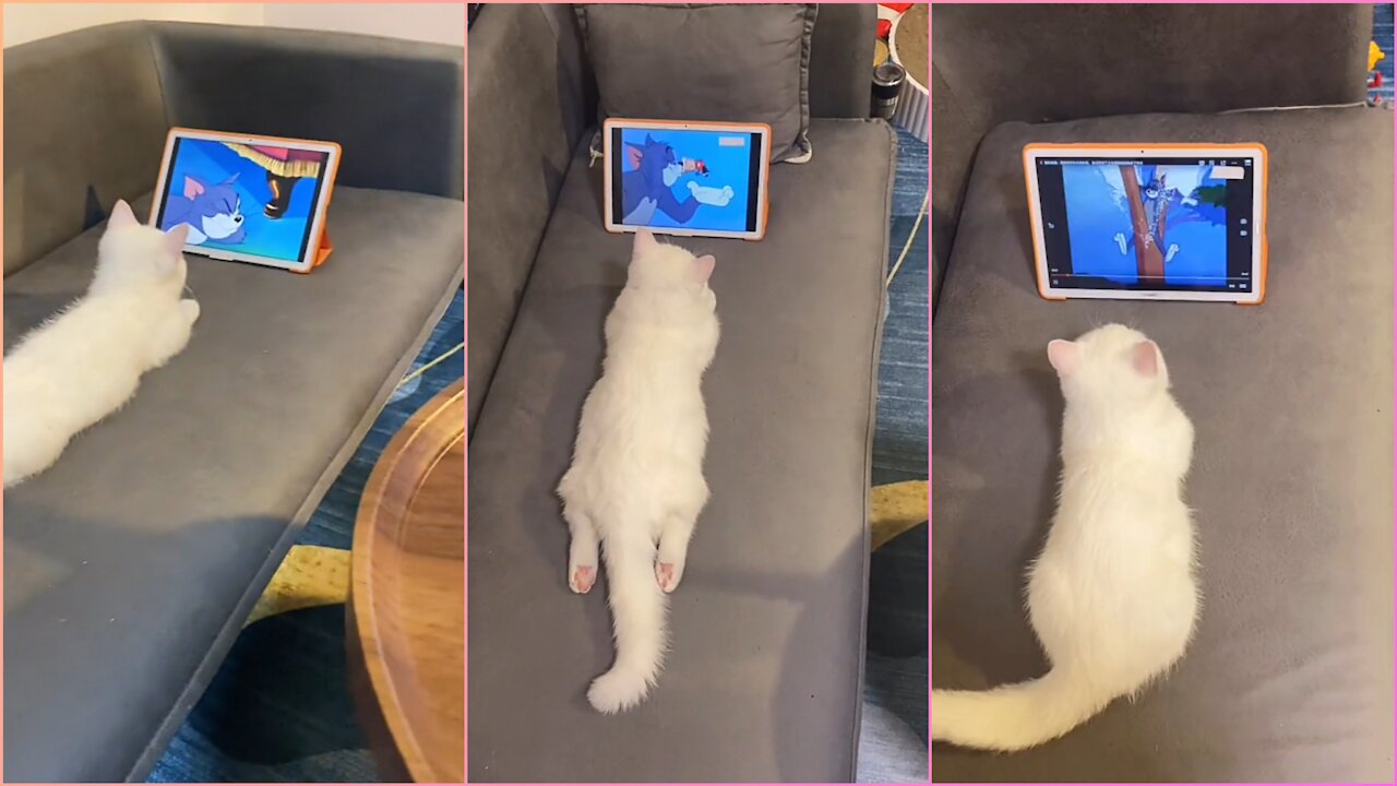 Cat Watching Tom & Jerry cartoon 🐈🐀