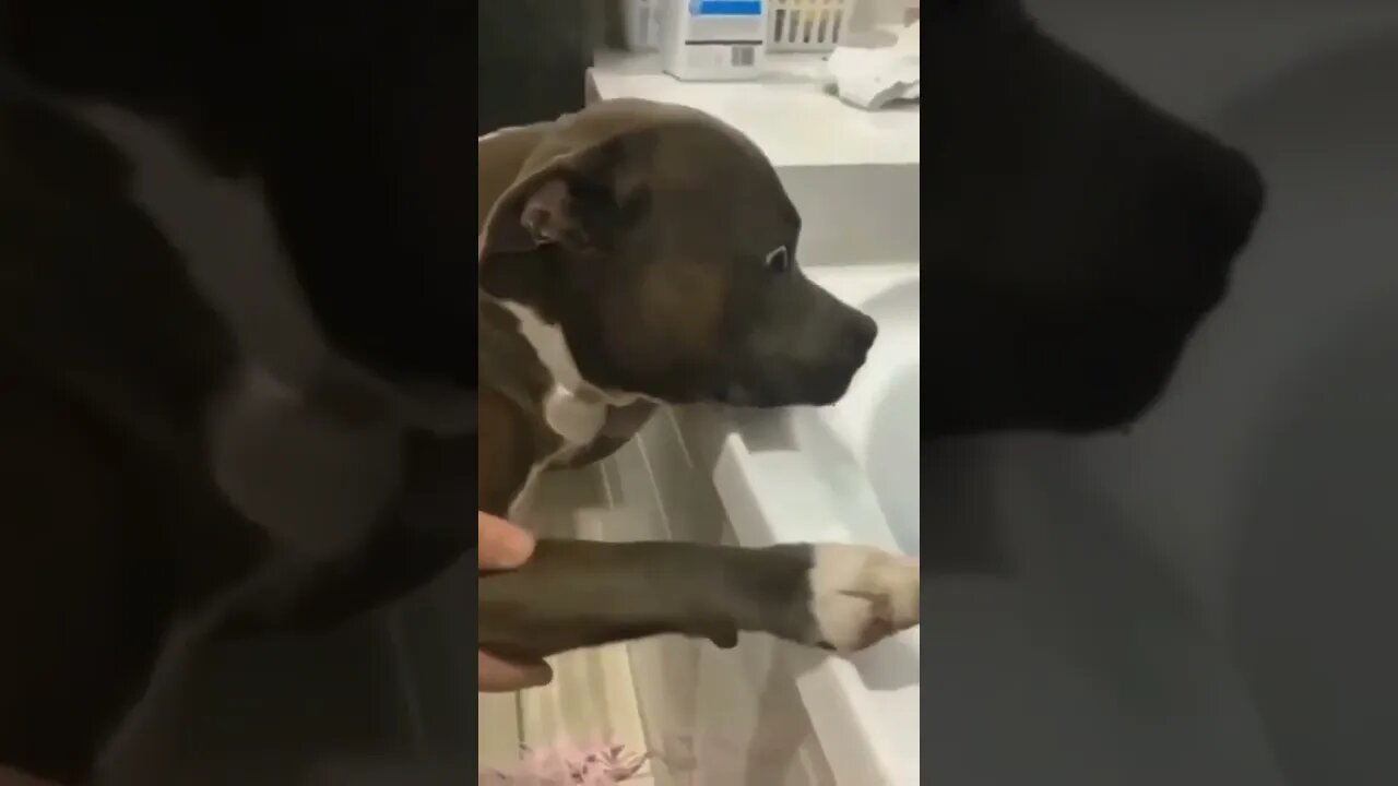 Dog Bath Time 🥰 Funny Dog Video #shorts #dog #dogs