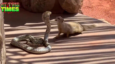 Amazing Fighting Real Video Between Cape Cobra and Yellow Mongoose