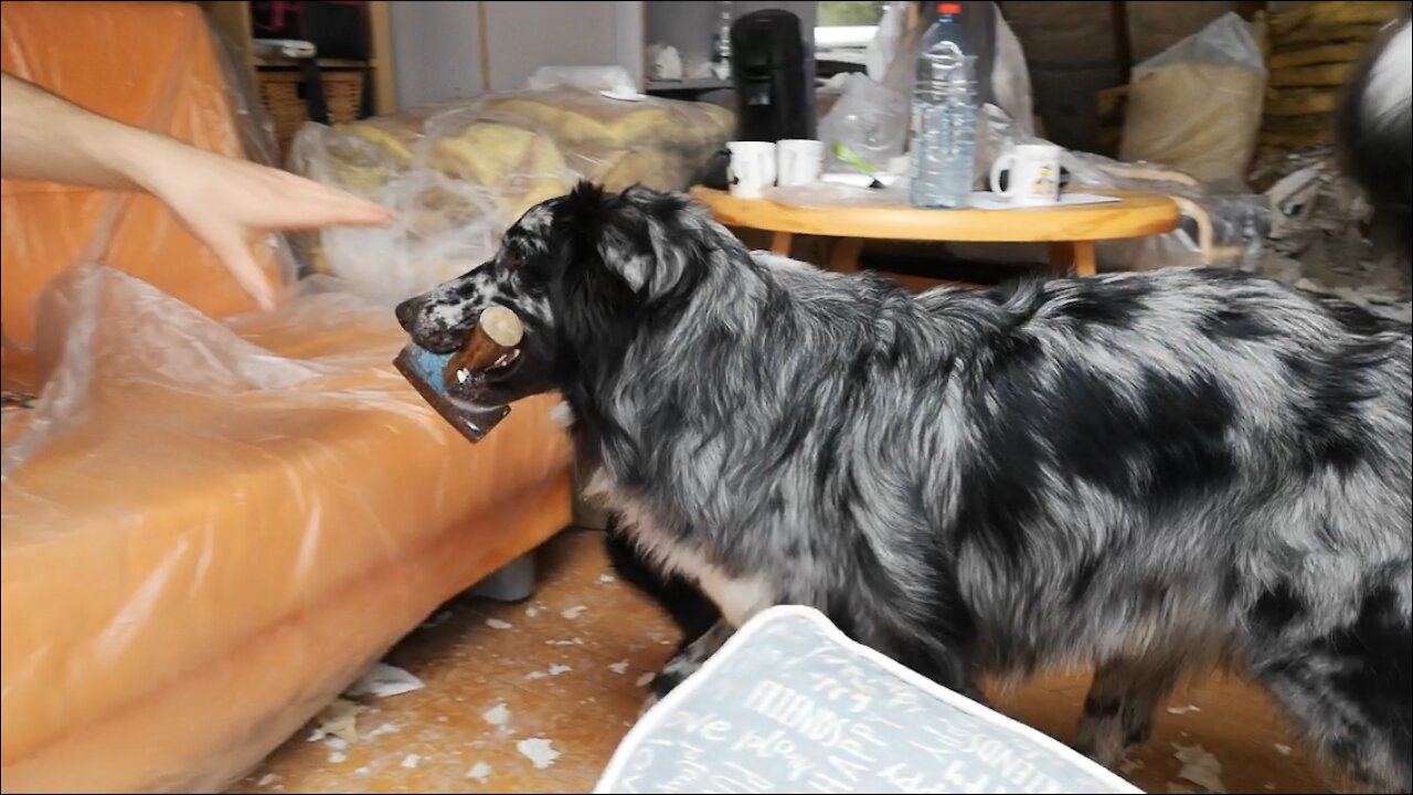 Australian Shepherd brings owner hammer on construction site