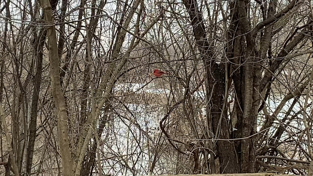 Cardinal and Nuthatch