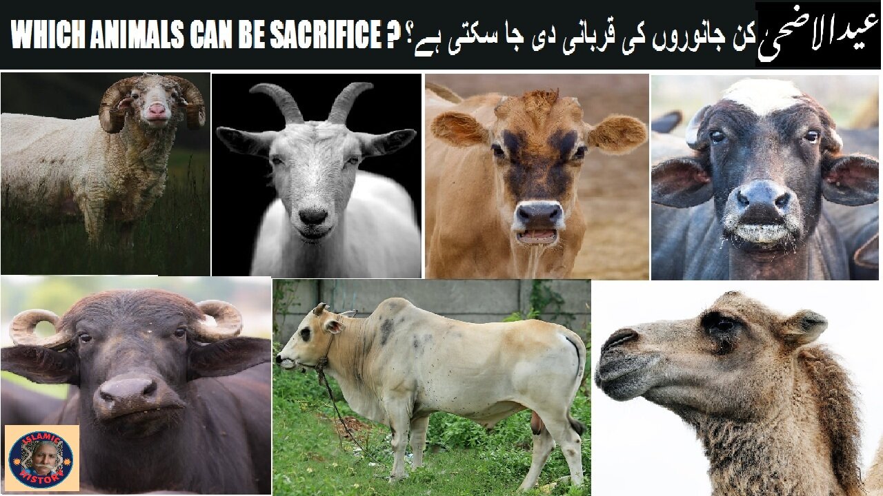 Which Animals Can Be Sacrificed? | کن جانوروں کی قربانی دی جا سکتی ہے؟