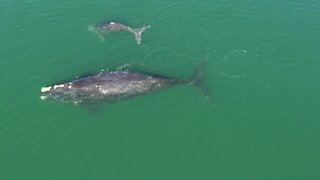 Research biologists track the right whale