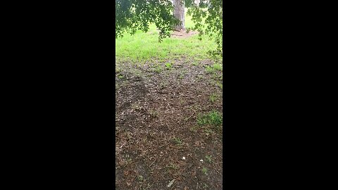 Peacefulin Orlando