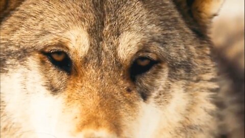 Research on the ferocious northwest wolf (2)