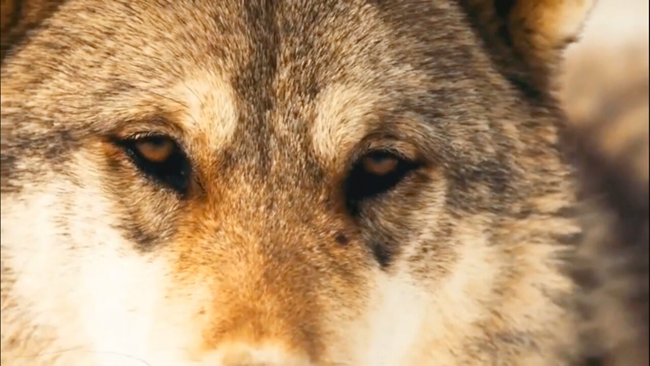 Research on the ferocious northwest wolf (2)