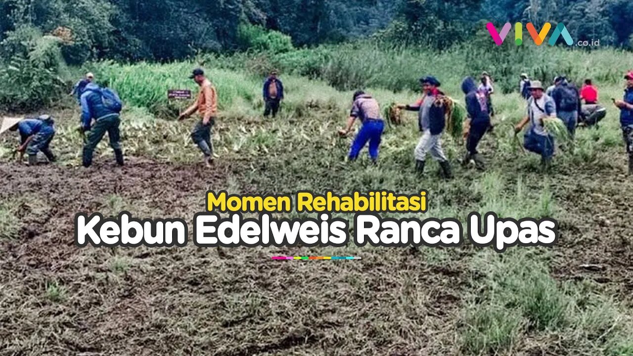 Sederet Tulah Offroad di Lahan Edelweis Ranca Upas