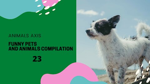 Funny Pets And Animals Compilation 23