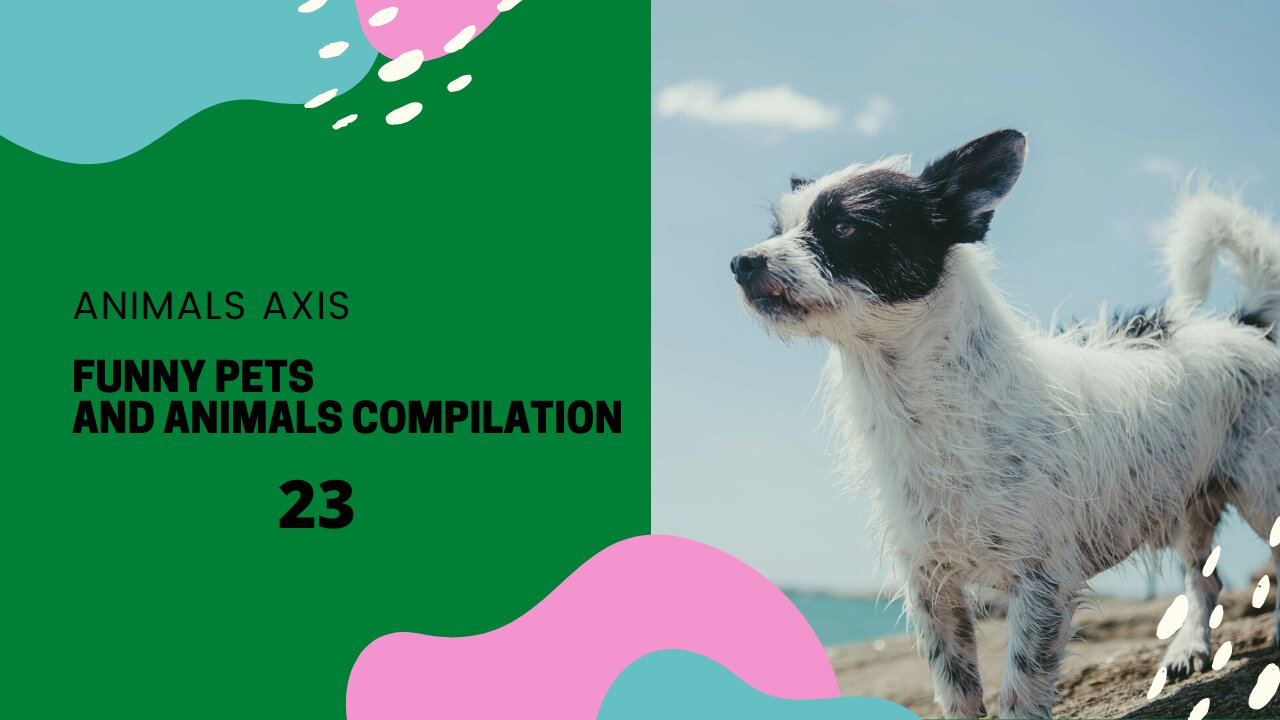 Funny Pets And Animals Compilation 23