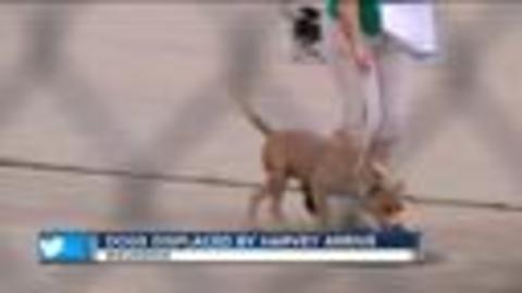 It's NatWaukesha takes in shelter dogs from Houston