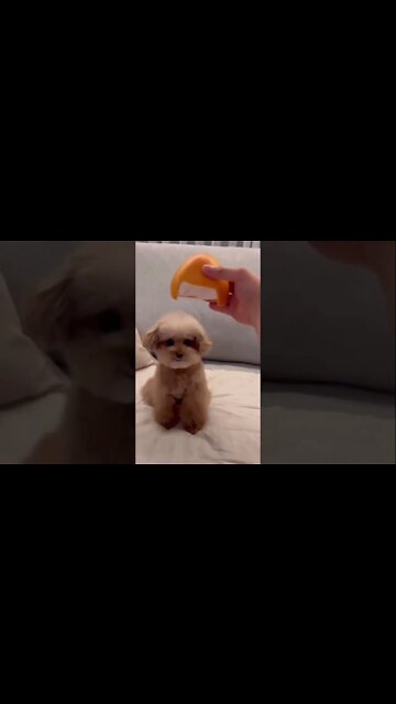 NICE 😹😹😹 #shorts #viral #youtubeshorts #subscribe #reels