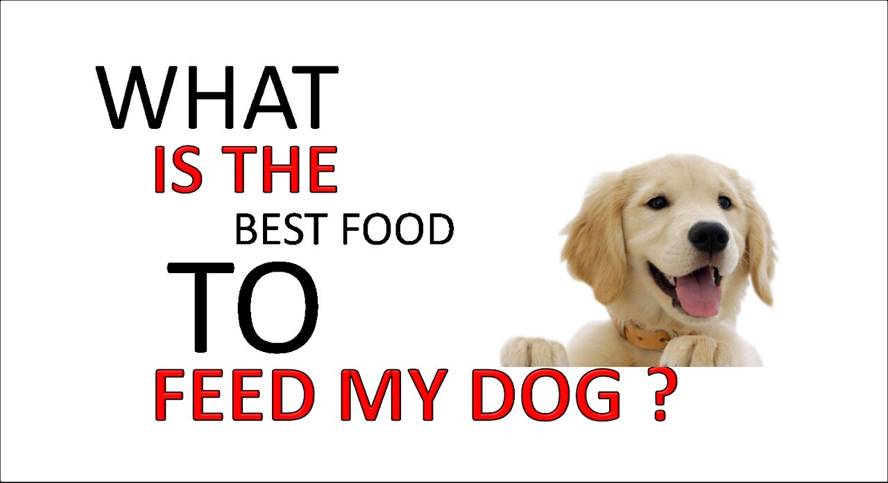 What Is The Best Food To Feed My Dog ?