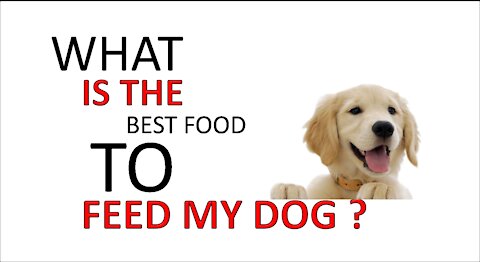 What Is The Best Food To Feed My Dog ?