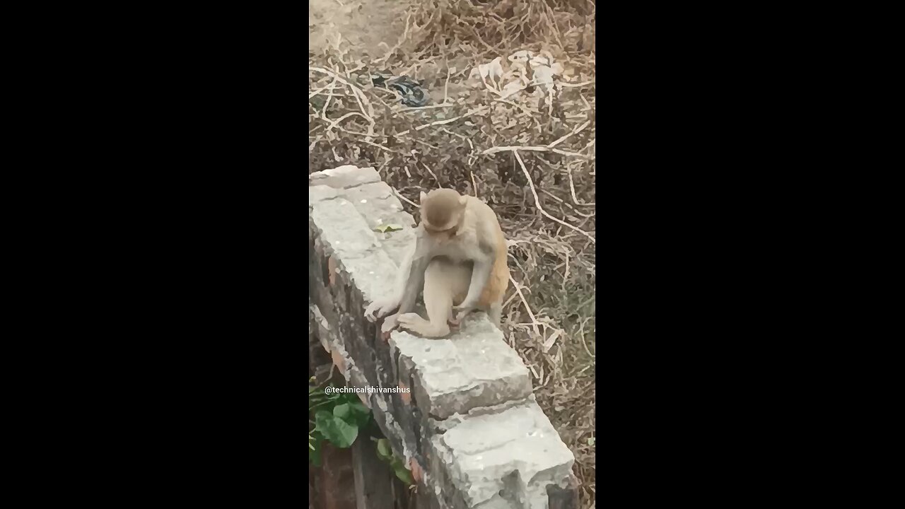 monkey🐒🐒 #funny #comedy#viral #trending #monkey #shorts #yt