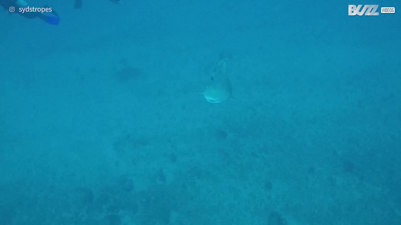 Sharks greet divers in fin-to-fin encounter