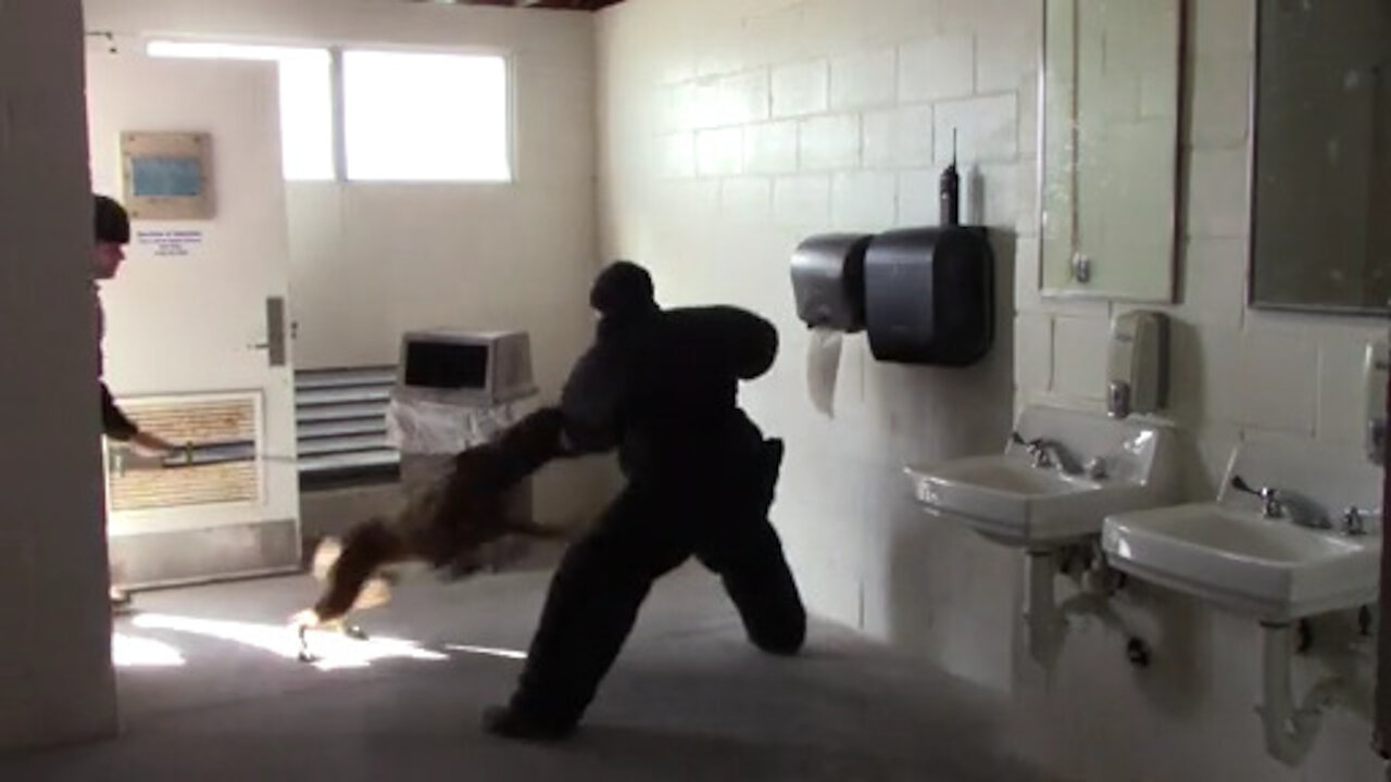 NAS Pensacola deploys Military Working Dog
