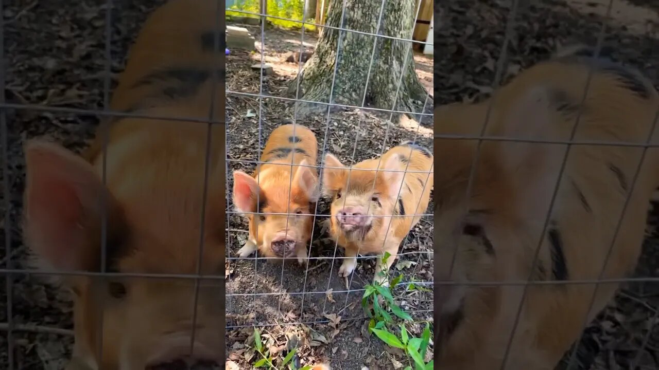Piglets are big! #pigs #piglets #kunekune #farmanimals #homestead #asmr #foryou #fy #farming