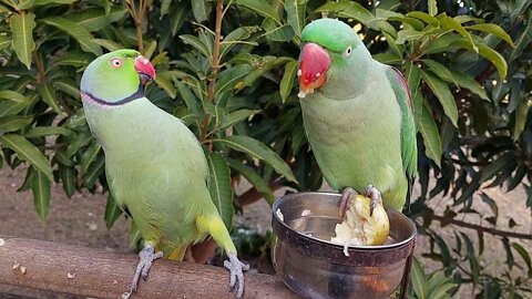 I Love You Mian Mithu | Most Amazing Parrot Couple