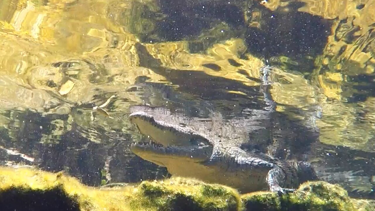 Crocodile Keeps An Eye On Divers In Tulum Mexico