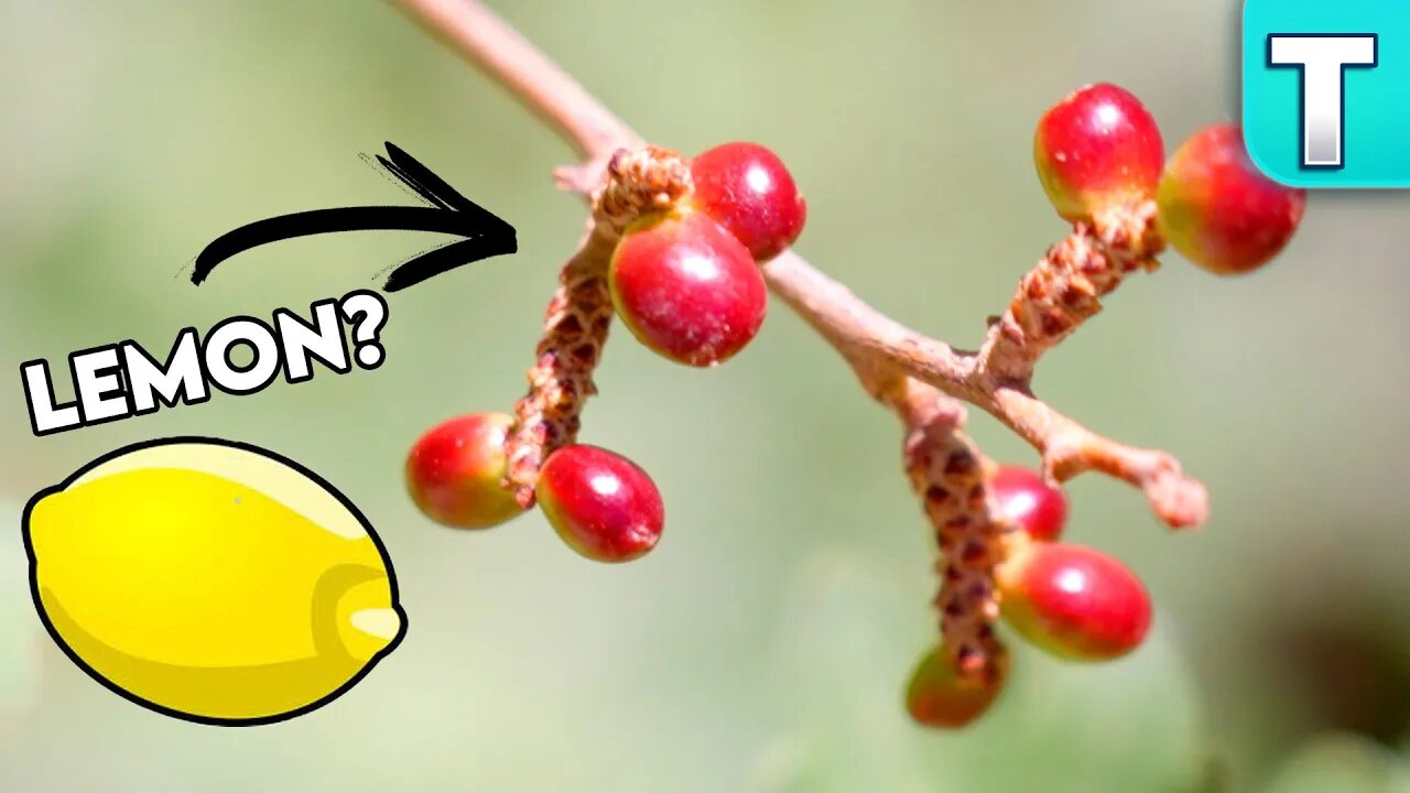 A Lemon BERRY!? Fruits You've Never Heard Of | Lemon Sumach