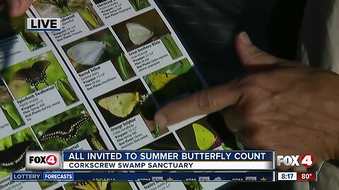 Butterfly count at Corkscrew Swamp Sanctuary 8:00 a.m.