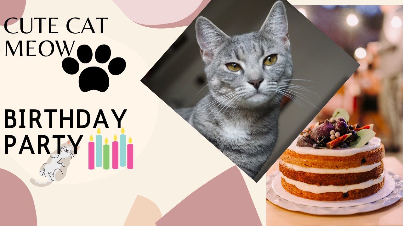 Cats meowing to attract cats , Cat birthday party, Cat meowing, Cat sound, Funny cat videos