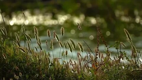 cool wind flowing through a forest