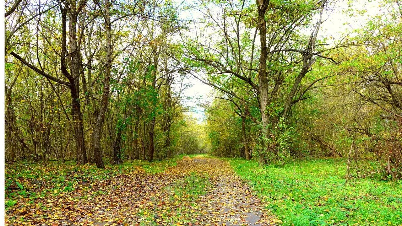 BIRDSONG IN AUTUMN FOREST. 2 HOURS FOR SLEEP, RELAXATION AND MEDITATION