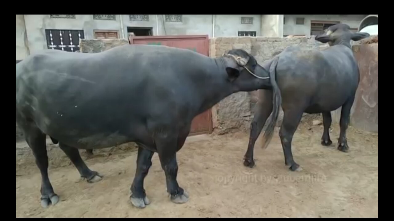 BEFALO DOING SOMETHING EACH OTHER