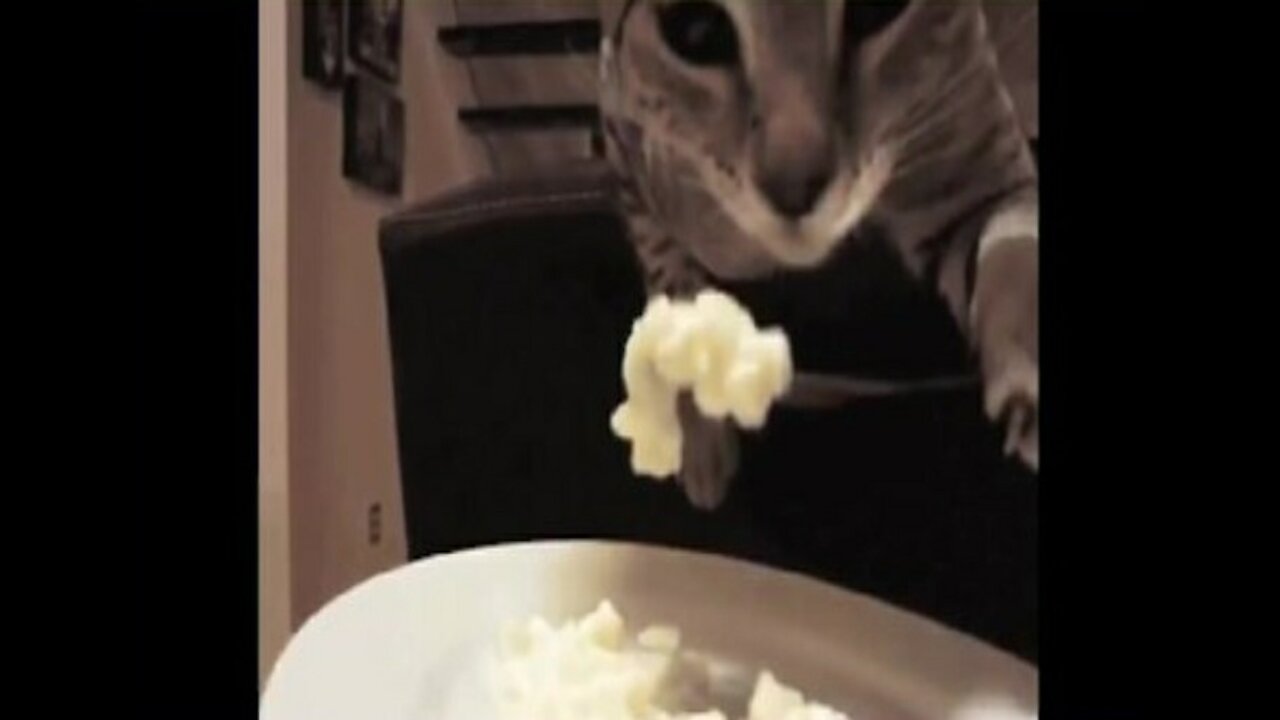 Cute funny smart cats😰😰🤣