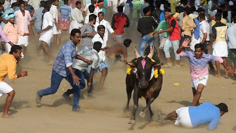 Best funny videos 2017 Most awesome bullfighting festival funny crazy bull fails