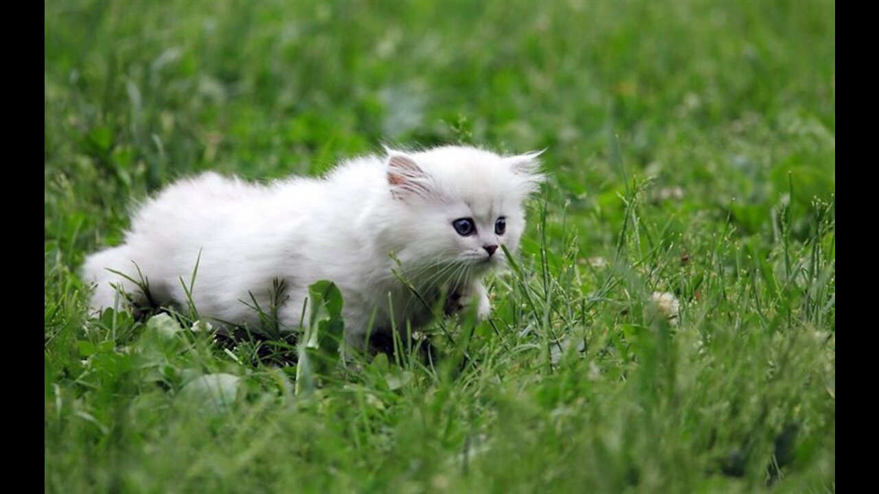 A cat plays and enjoys the grass | Funny And Lovely Animals