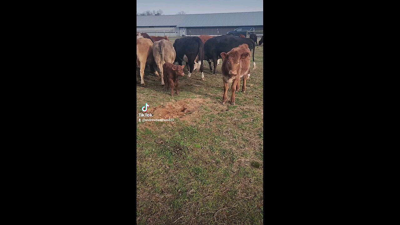 Baby bull calf with big sister Swiss.