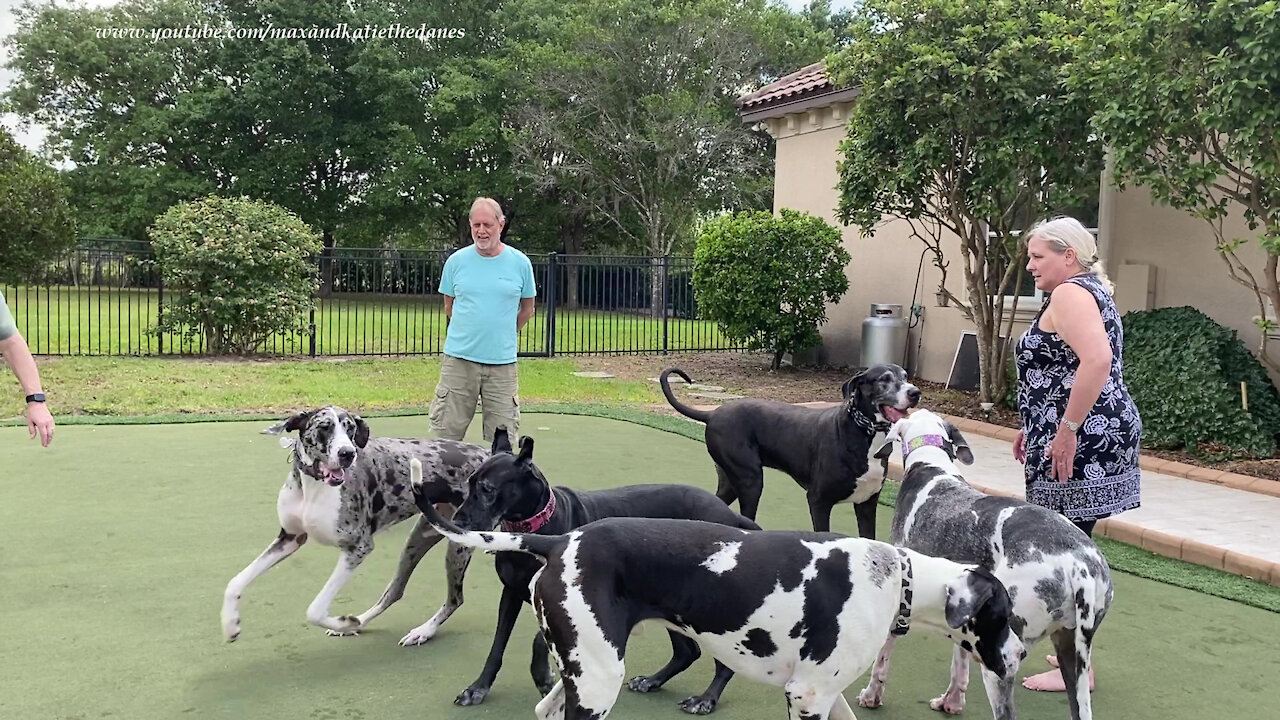 Five Happy Great Danes Enjoy Their First Florida Meet And Greet