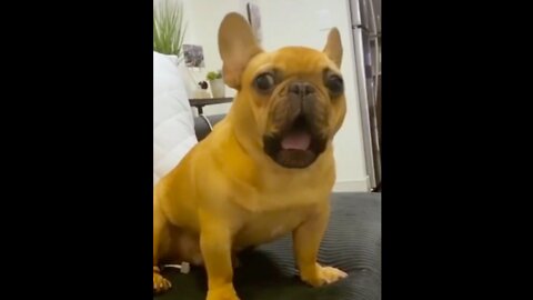 Funny Dogs - Try Not To Laugh