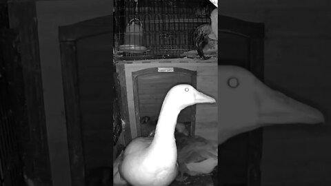 The secret lives of birds