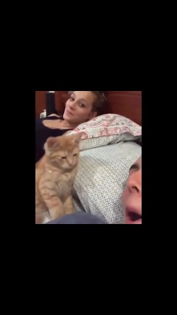 Funny cute cat | funny with owner | Persian Cats Zone #funnycats #cutecat #shorts #subscribe