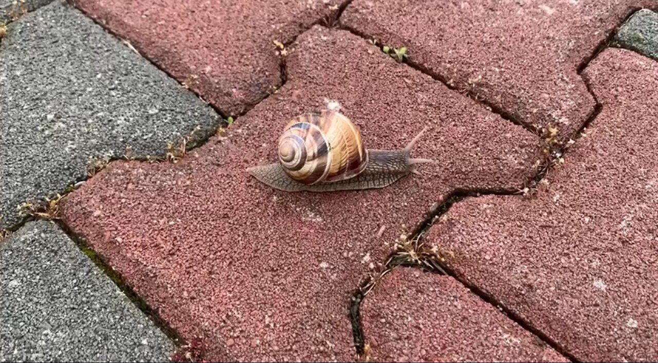 Big snail