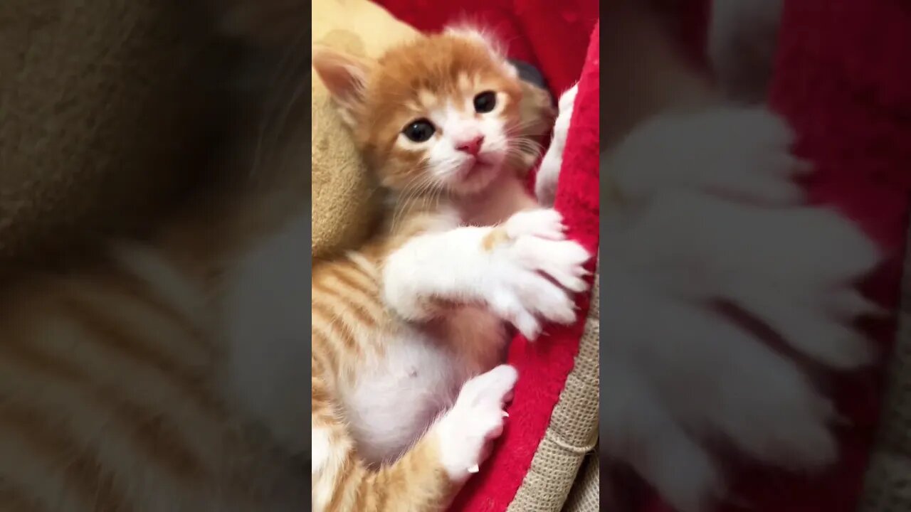 Cute little kitten