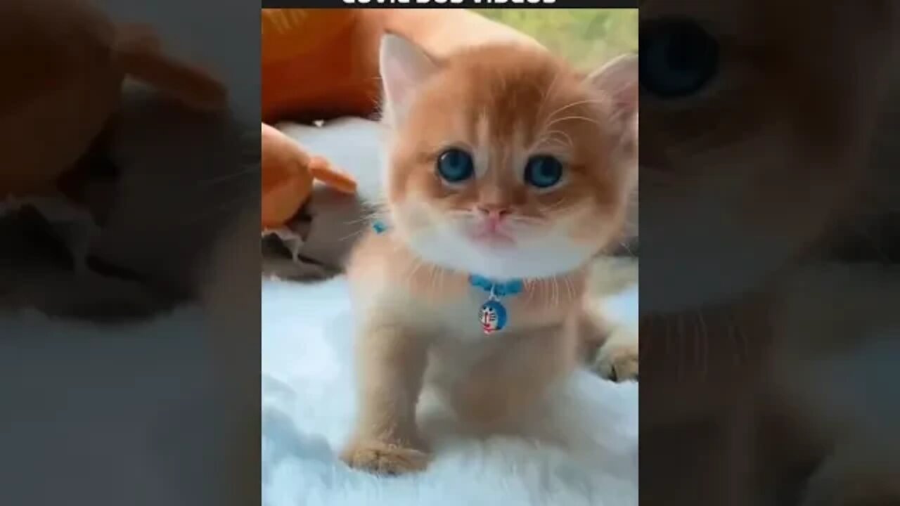 filhote de gato lindo