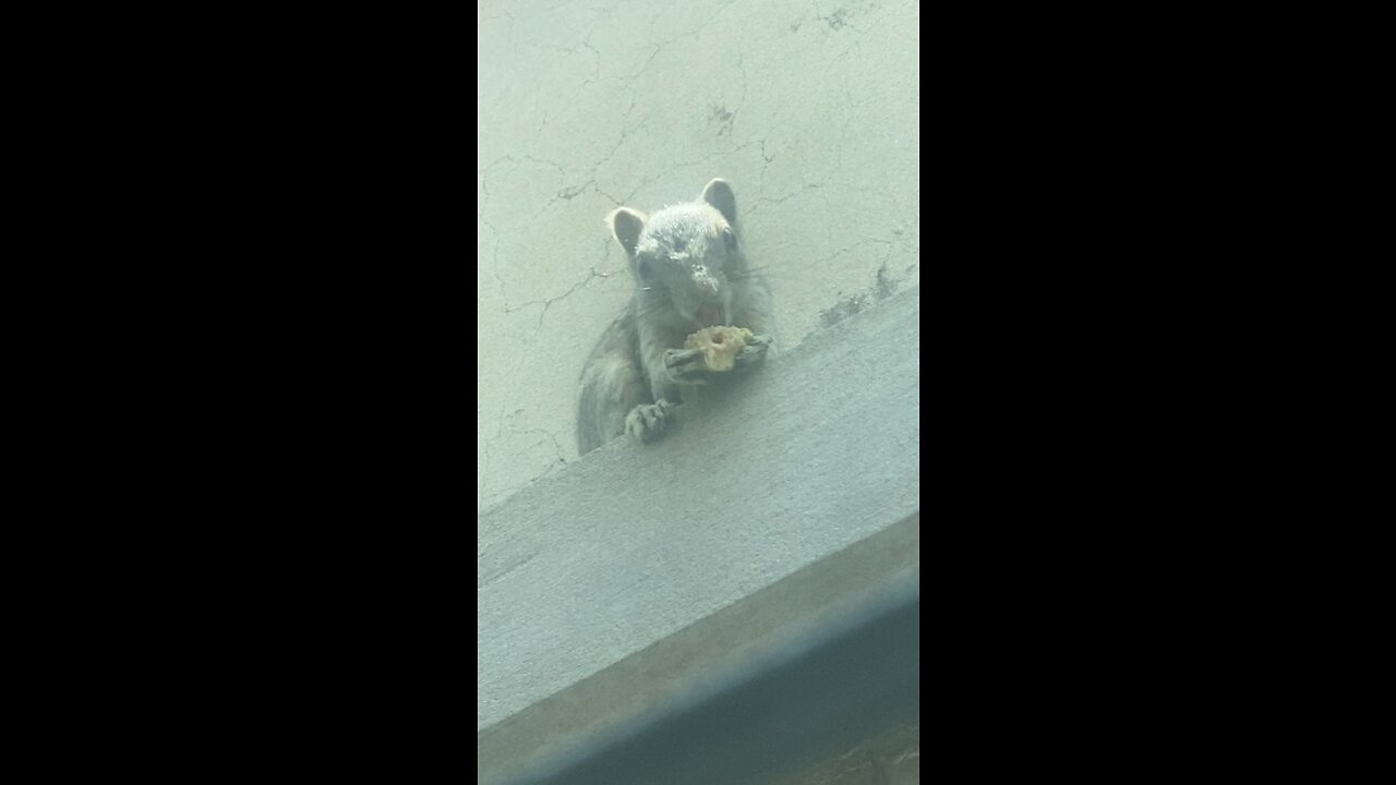 Squirrel cleans its mouth after eating
