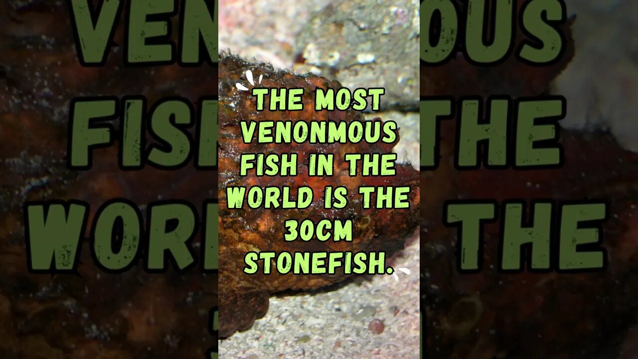 🐟Discover Fascinating Animal Facts👀 #shorts #shortsfact #animalfacts #fish #stonefish #poisonous