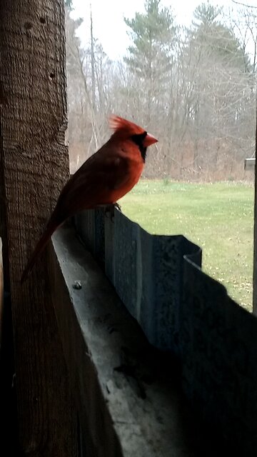Cardinal perched like statue