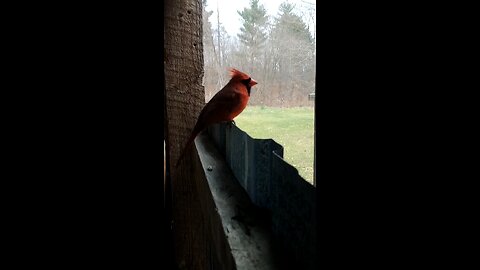 Cardinal perched like statue