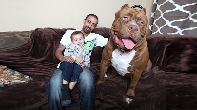 Meet Hulk, The Giant 175lb Family Pit Bull